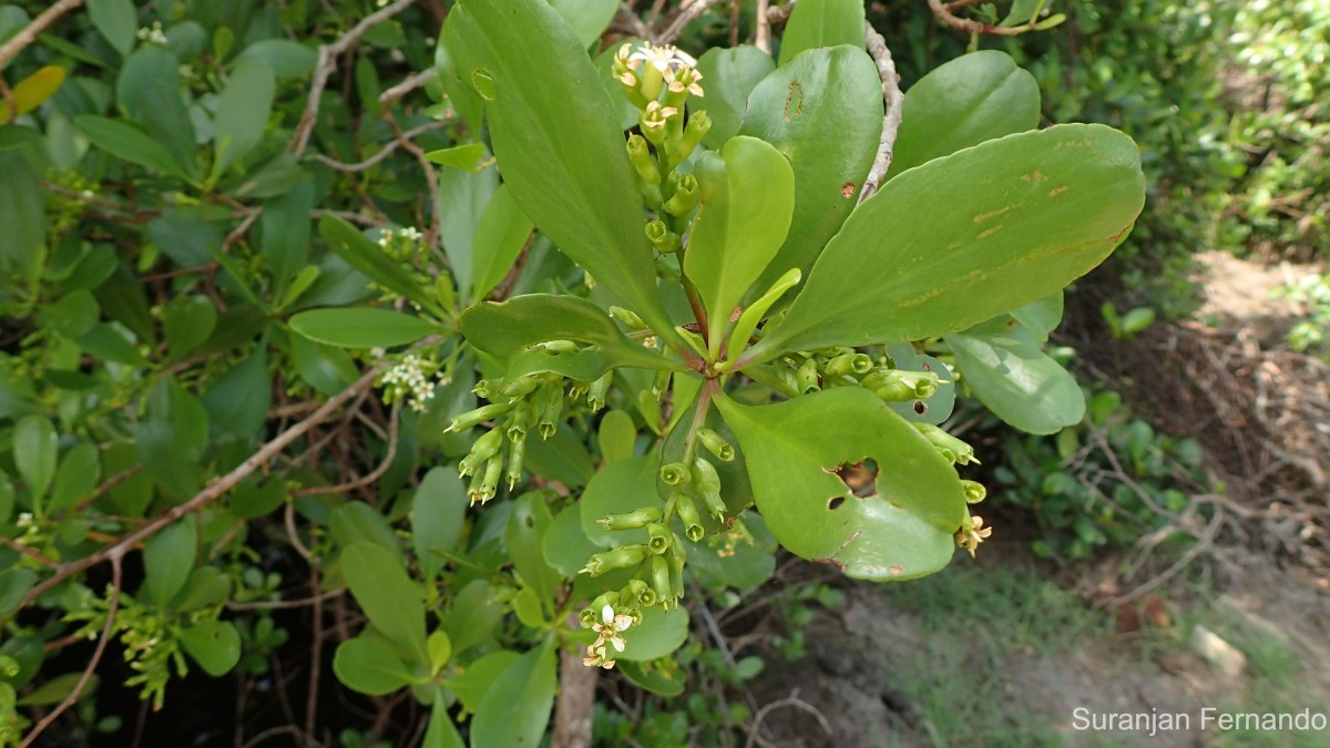 Lumnitzera racemosa Willd.
